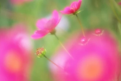 Beautiful Flowers Images