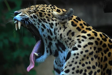 Leopard HD Wallpapers CBA6