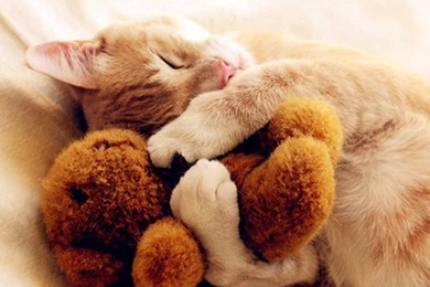 Cat Funny Images Wallpapers