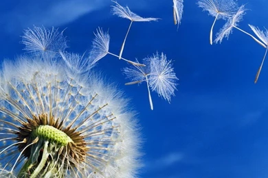 Beautiful Dandelion Puff In The Wind   HD Spring Wallpapers