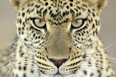 Leopard HD Wallpapers KLA7
