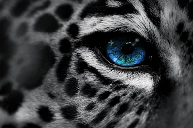 Leopard Awesome High Quality HD Wallpapers ..   All HD Wallpapers