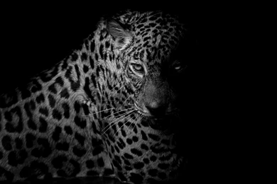 615 Leopard HD Wallpapers