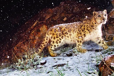 Snow Leopard Hd Wallpapers   Wallpaperss HD