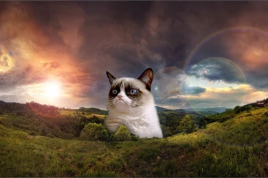 Grumpy Cat HD Wallpapers