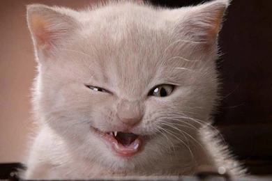 Funny Cats Images Free