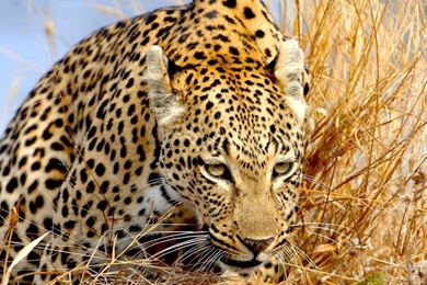 Leopard HD Wallpapers   Pic 16   SA Wallpapers