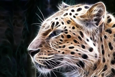 Leopard Pride Animal 3D Wallpapers HD   Wallpapers Mela