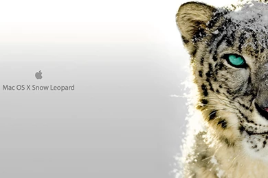 Leopard Mac Od Wide Hd Wallpapers   Wallpaperss HD