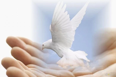 Download Free Dove Of Peace Wallpaper, Dove Of Peace Wallpapers ...