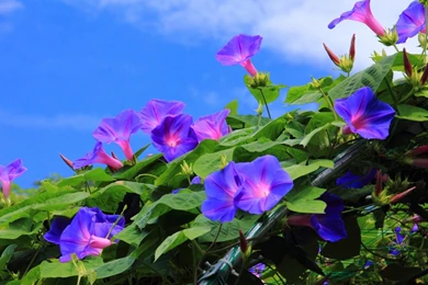 Field Of Morning Glory Wallpapers   HD Wallpapers
