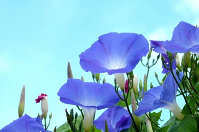 Download Wallpapers 2560x1440 Bindweed, Flowers, Blue, Skies, Green ...