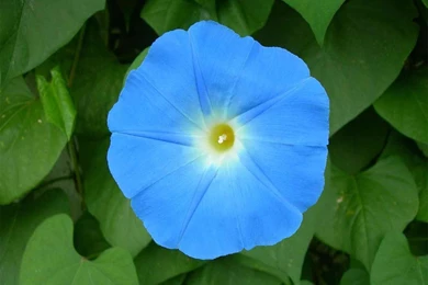 Morning Glory Wallpapers   Crazy Frankenstein