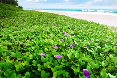 Beach Morning Glory Wallpapers