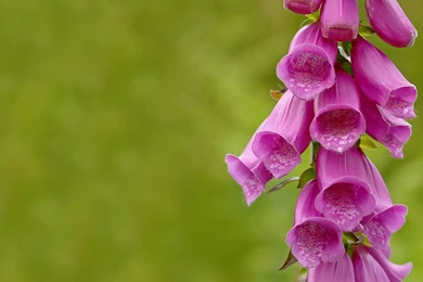 The Fun Morning Glory Plant Desktop Backgrounds Desktop Wallpapers ...