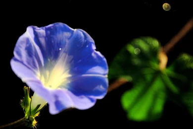 Morning Glory Flower Photography Wallpapers   1280x1024 Wallpapers ...