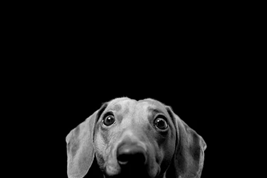 Black And White Dog Wallpapers HD Wallpapers Lovely