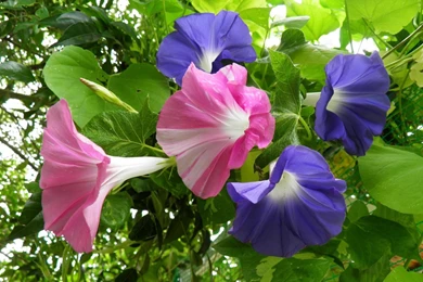 Download Wallpapers Morning Glory, Creepers, Flowers, Bright, Green ...