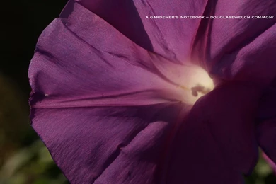 Free Garden Wallpapers For August 2012 – Morning Glory