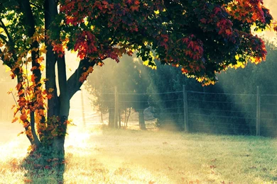 Morning Glory Download HD Wallpapers