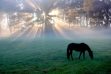 Horses: Morning Glory Sunrise Meadow Fog Horses Mist Trees Picture ...