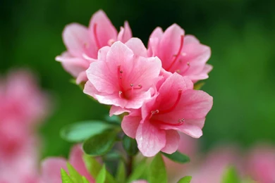 Pink Morning Glory,Gerbera Hd Wallpapers For Desktop,Flowers ...