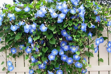 Hundred Blue Morning Glory