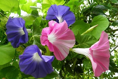 Pink And Blue Morning Glory Wallpapers   Flower Wallpapers