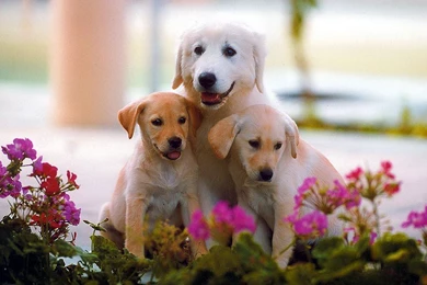 Cute Dog HD Wallpapers 2015   Etc FN