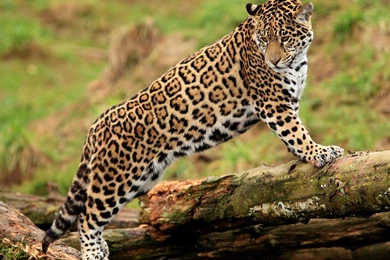 Justpict.com Jaguar Animal Wallpapers Hd