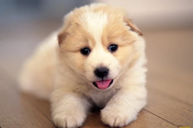 Very Cute Dog Wallpapers ImgMob
