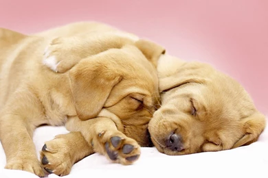 Download Cute Dog Wallpapers In HD