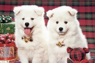 Hd cute dogs images photos.jpg