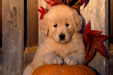 Cute Dogs Wallpapers HD 24 Freetopwallpapers Com   Resimkoy