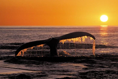 Wallpapers Sunset Beach Sunset Beach Wallpapers