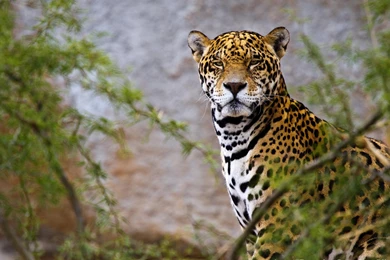 Jaguar HD Wallpapers