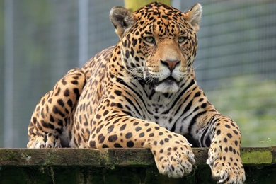 Jestingstock.com White Jaguar Animal Wallpapers