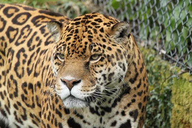 Jaguar HD Wallpapers Animal.jpg