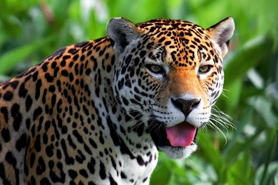 Jaguar Wallpaper Backgrounds