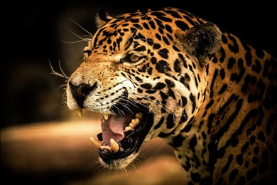 Cat Jaguar HD Wallpapers