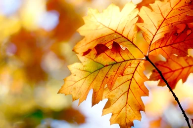 Galaxy Tab (7.0/8.9/10.1) Wallpapers