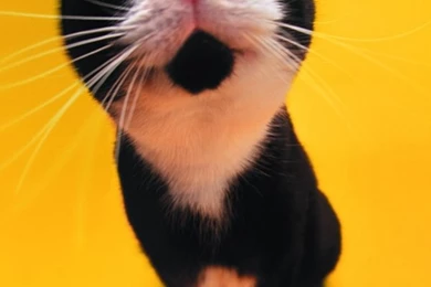 600x1024 Cute Black And White Cat Galaxy Tab 2 Wallpapers