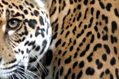 Jaguar iPhone 6 Plus Wallpapers 12809   Animals iPhone 6 Plus ...