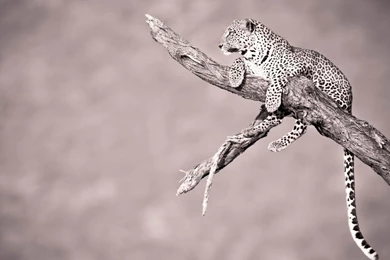 Jaguar Animal Desktop Wallpapers 800x600, Jaguar Animal ...