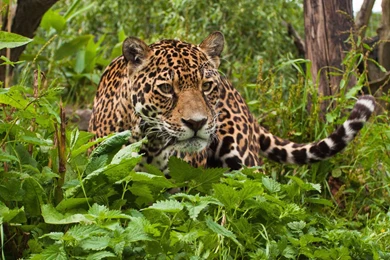 Jaguar Animal Wallpapers   ImgMob