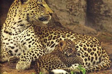 Jaguar Animal Cubs   Wallpaper.