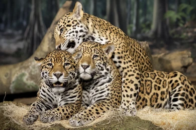 Jaguar Animal HD Wallpapers 1.jpg