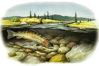 Cutthroat Trout Wallpapers