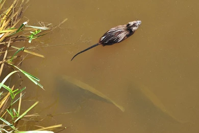 Muskrat And Trout   (