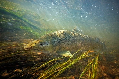 Fly Fishing Stock Photography Images